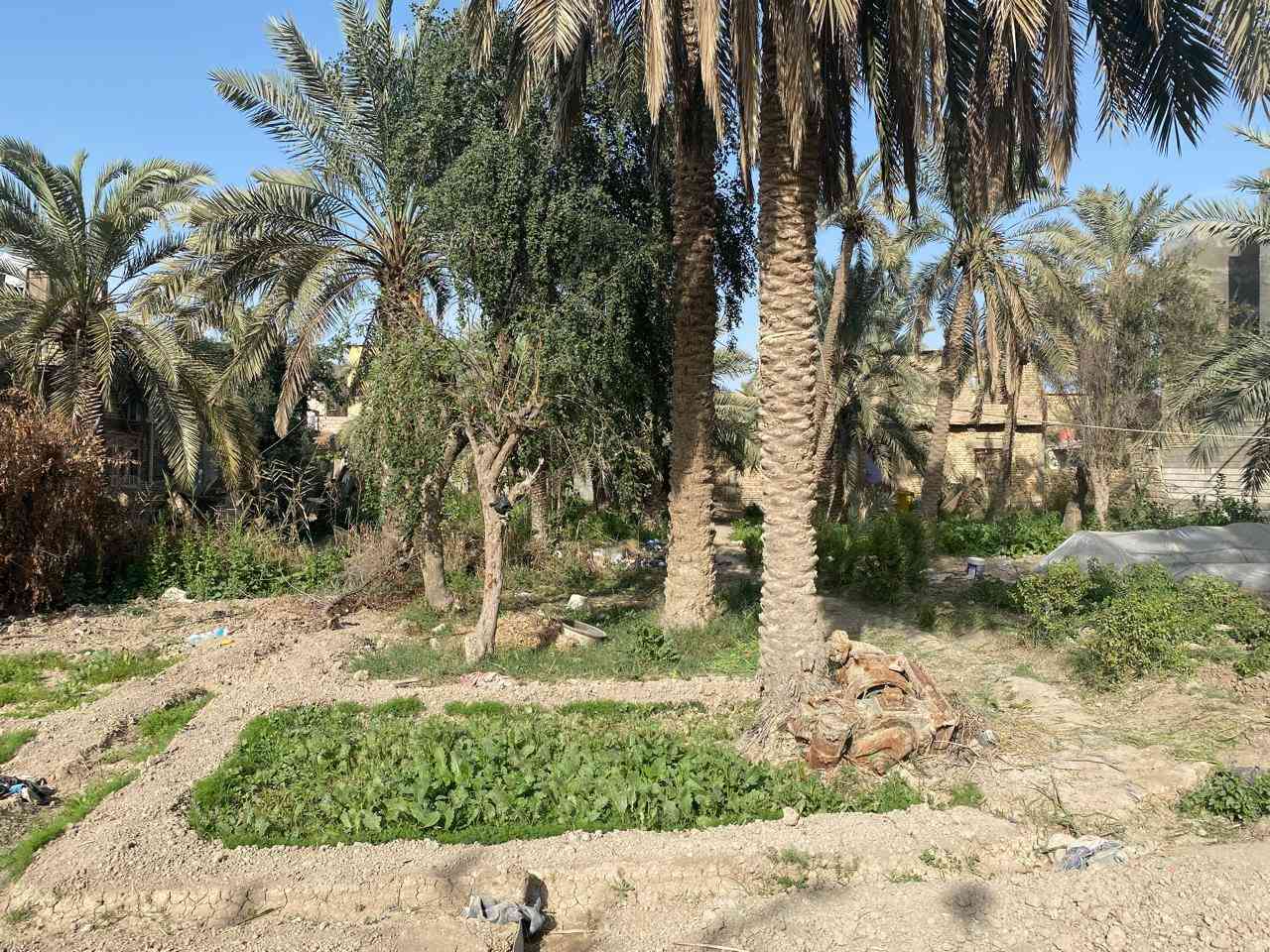 بستان في السراجي  مع دار كبير 300م لبيع مساحه الكليه 1800م الاستفسار عبر الارقام ***********
***********
