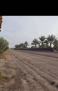 حله ابي غرق • ٢.٥ دونم • طابو زراعي