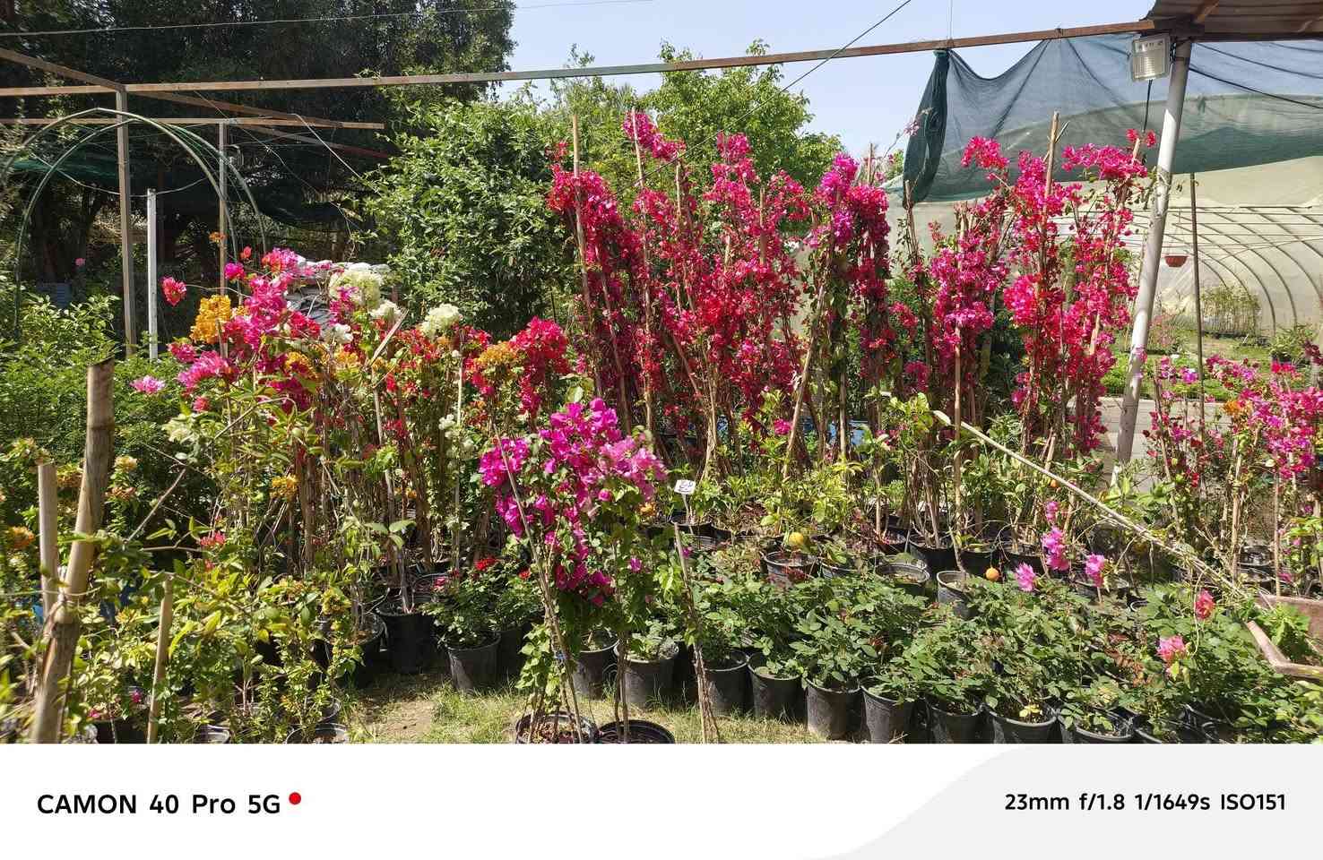 يعلن مشتل الربيع عن ووجود كافه انواع الزهور العطرية وغير العطرية بحجامها والوانها المحلية والاجنبية والعطرية 

1/ جهنمي عمودي ومستلق 🌹
2/ جهنمي تركي قطمر 🌸
3 / جوري عراقي وايراني🌹
4/ روز ايراني 🌺
5/ ورد الاستر والبتونيا والقرنفل 💐
6/ بخور الهندي 🌷
7/ متسلق النسرين الاحمر والابيض🍁
8/ متسلق العسل العطري 🌴
9/ ورد بنت القنصل🍄
10/  الكاردينا العطرية 🌼
11/ ورد الرازقي العطري 🌺

مشتل الربيع طريق الديوانية دغاره بعد معمل الطابوق 1 كيلو متر على جهه اليسار على جهه المعمل للاستفسار الاتصال على الارقام

ابو احمد *********** ناظم الجبوري 
ابو احمد ‏‪***********‬‏  وتساب 
سجاد *********** سجاد ناظم 

يوجد خدمه توصيل داخل محافظة الديوانية فقط
