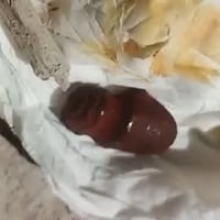 حجر • هبهاب رباني • بيع/مراوس
