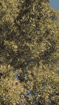 سلام عليكم من رخصت الادمن المحترم دراجه للبيع فله الدراجه اوراقه كامله وصل معرض ونازله من الرمبه قبل 3 اشهر  كفاله عامه عامه عامه والدراجه خير من الله الدراجه بانزين محسن ودهن امزويل والدراجه غنيه على التعريف العنوان البياع الشرطة الرابعة *********** واتساب وكل المواقع متواجد السعر 800 وبيه مجال حق الجيه ولطيبين وتدللون
