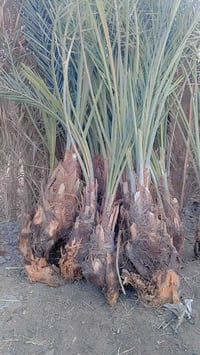 نخيل • توصيل • الناصريه مركز