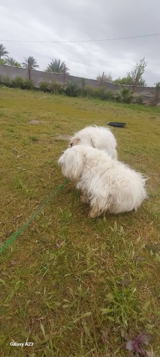 كلاب للبيع فحل ونثيه تريد تجيب وبسعر مناسب ***********
