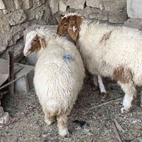 سمان • مال بر • سماوه