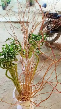 عصى موسى • جلد النمر • جوري