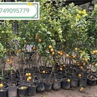 شتلات نومي حامض جملة  07749095779