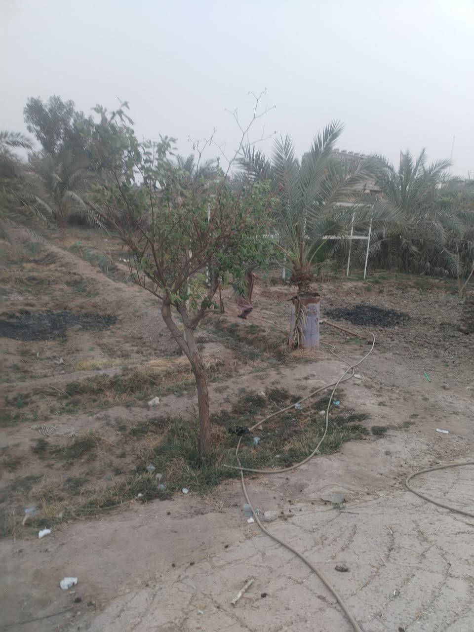 سلام عليكم ورحمة 👇
متوفر بستان للبيع طابو صرف عراقي 👍
 تحويل سهم بالطابو
المساحه دونم 2500 متر 
 يقع في أبو الخصيب السيبيليات قريب على الطريق السياحي يحتوي على بيتين
يحتوي على انواع كثيره من النخيل
والأشجار
وعلى نهر
سعر 365 وقابل للتفاوض
جيران ناس ذهب 
للاستفسار الاتصال على الرقم
***********
