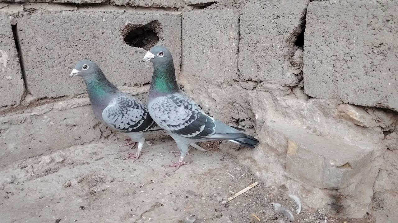 متاح زوج طيرة وفحل محلقات الفحل موديل2019 طيور ضخامة وصحة مضمونات بيض وشد ب25 مكاني بغداد الأمين الثانية ***********
