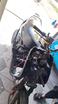 ماكس ثعلب لبيع شغاله ٠٧٨٣٣٤٦٨٩٩٨