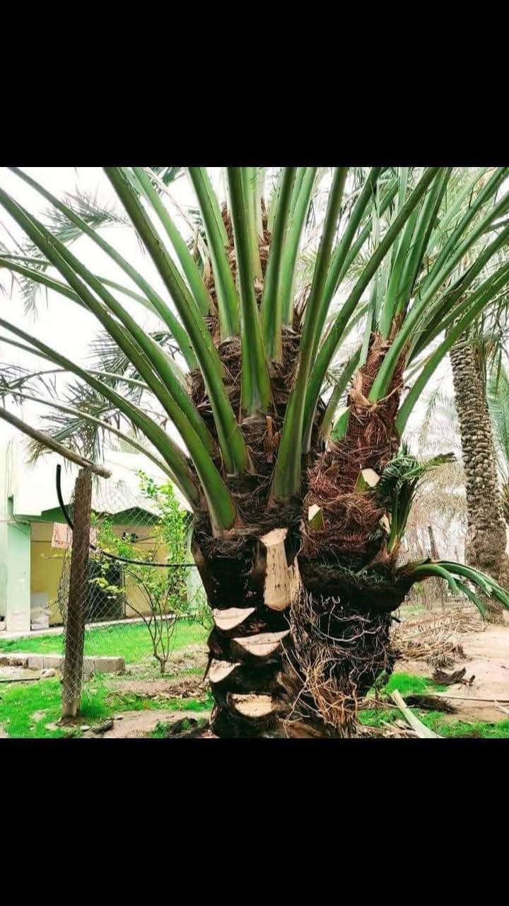 سلام عليكم اشتغل تكريب وتنضيف النخل وهذا شغلي وعندي غرس للبيع الكميات مفتوحه وعندي منشار تقطيع النخل والاشجار وهذا رقمي ***********
