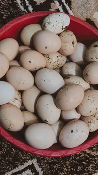 بيض • بيض عرب • بيض مودلي