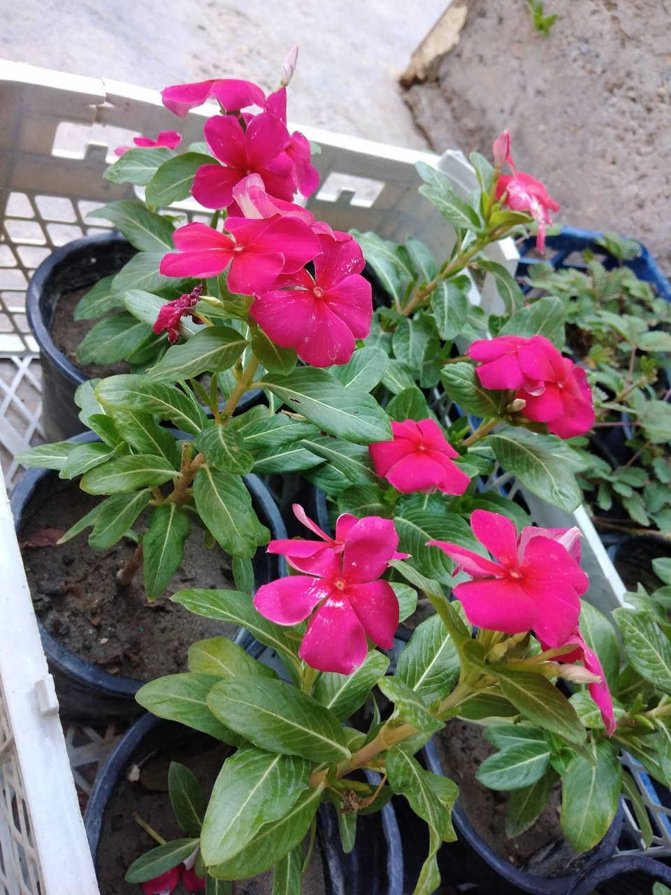 جمال الوان عين البزون 🩷🌺
✨ ورود يومية بأجمل الألوان
🚚 توصيل مجاني داخل هبهب
📍 أقرب نقطة دالة: قرب مدخل المجمعات
📩 للطلب مراسلتنا خاص


**إذا كنت صاحب هذا الإعلان وتريد حذفه لأي سبب، رجاءا أرسل رسالة إلى الدعم الفني**