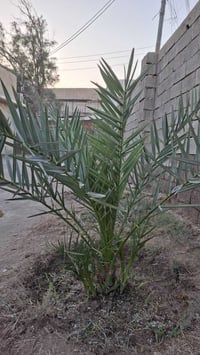 اماية بريم جواها ٨ فسائل عمرها اربع سنوات للبيع 07730411336