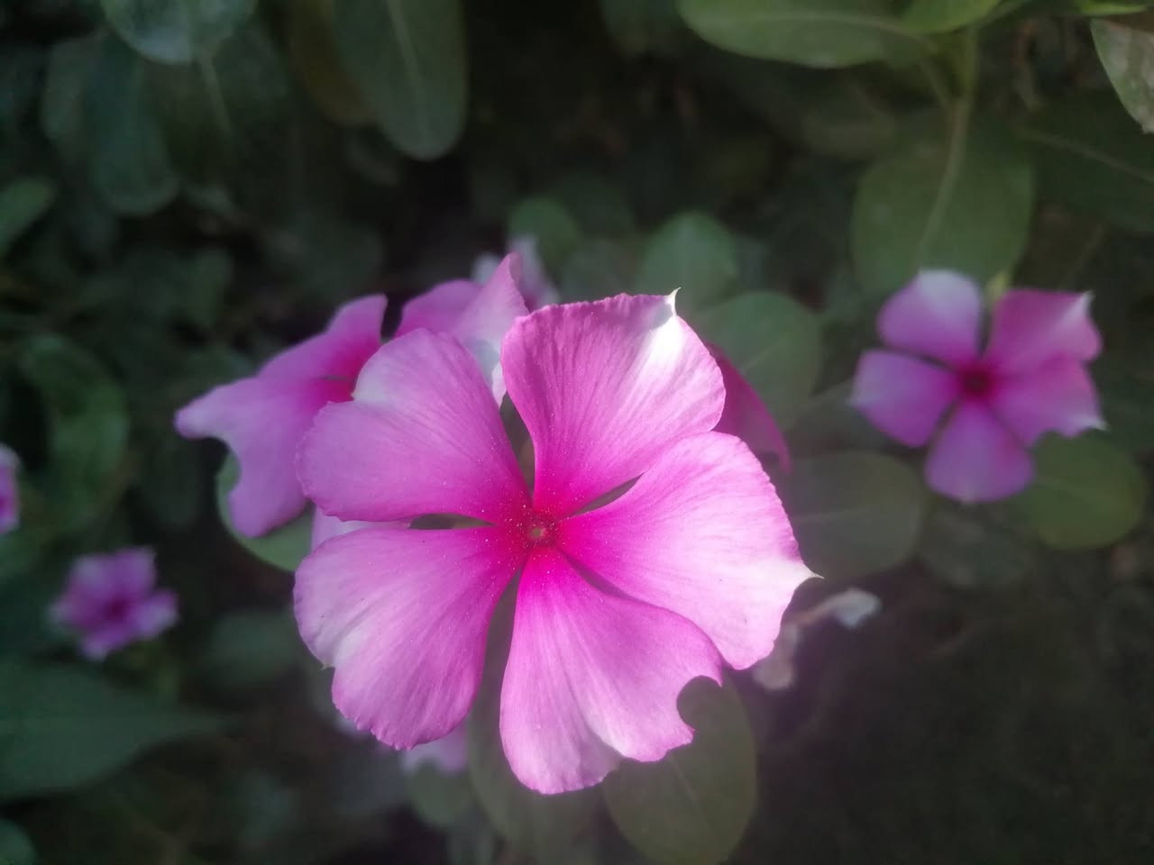 عين البزون (vinca)
هي شجيرة دائمية يصل طولها إلى اكثر من متر
تحب الشمس و تزهر في الربيع حتى الخريف
يكون شكل الزهرة مميز و جميل إضافة إلى الالوان الرائعة

من اعجبته النبتة و يريد شرائها الأن هي للبيع
يوجد في كل سندانة شتلتان واحدة كبيرة قريبة من الازهار و الثانية صغيرة قد تملك ستة اوراق
السندانة بالف


**إذا كنت صاحب هذا الإعلان وتريد حذفه لأي سبب، رجاءا أرسل رسالة إلى الدعم الفني**