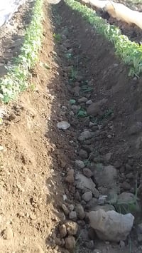 بزر بانيا متعهد بيه 07853762736 كافه الشروط بزر الحسناويه البتراء درجه...