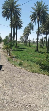 شط الهندية • ١٠ دونم • نخيل وحمضيات