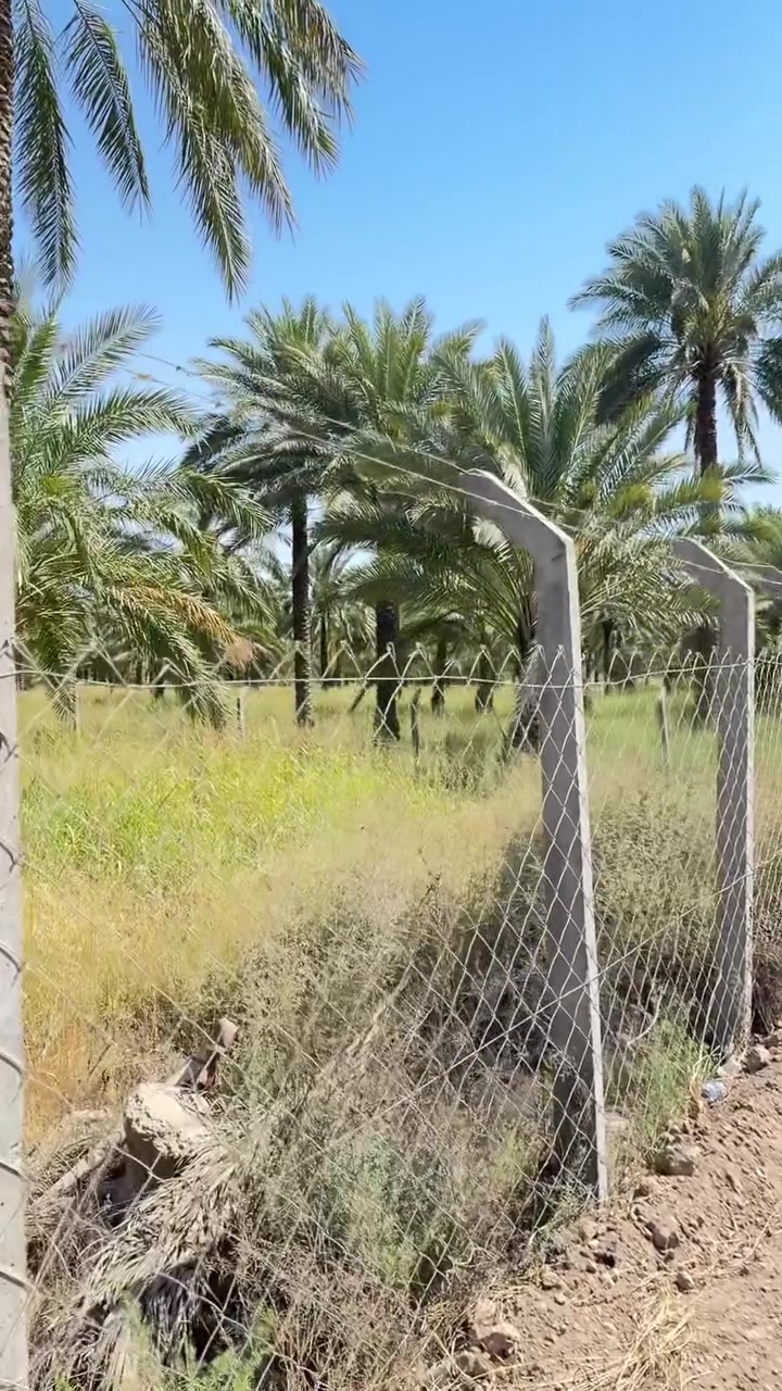 سلام عليكم دونمين طابو صرف للبيع العنوان المدائن شارع سيد علي خدمات كاملة الاستفسار ***********
