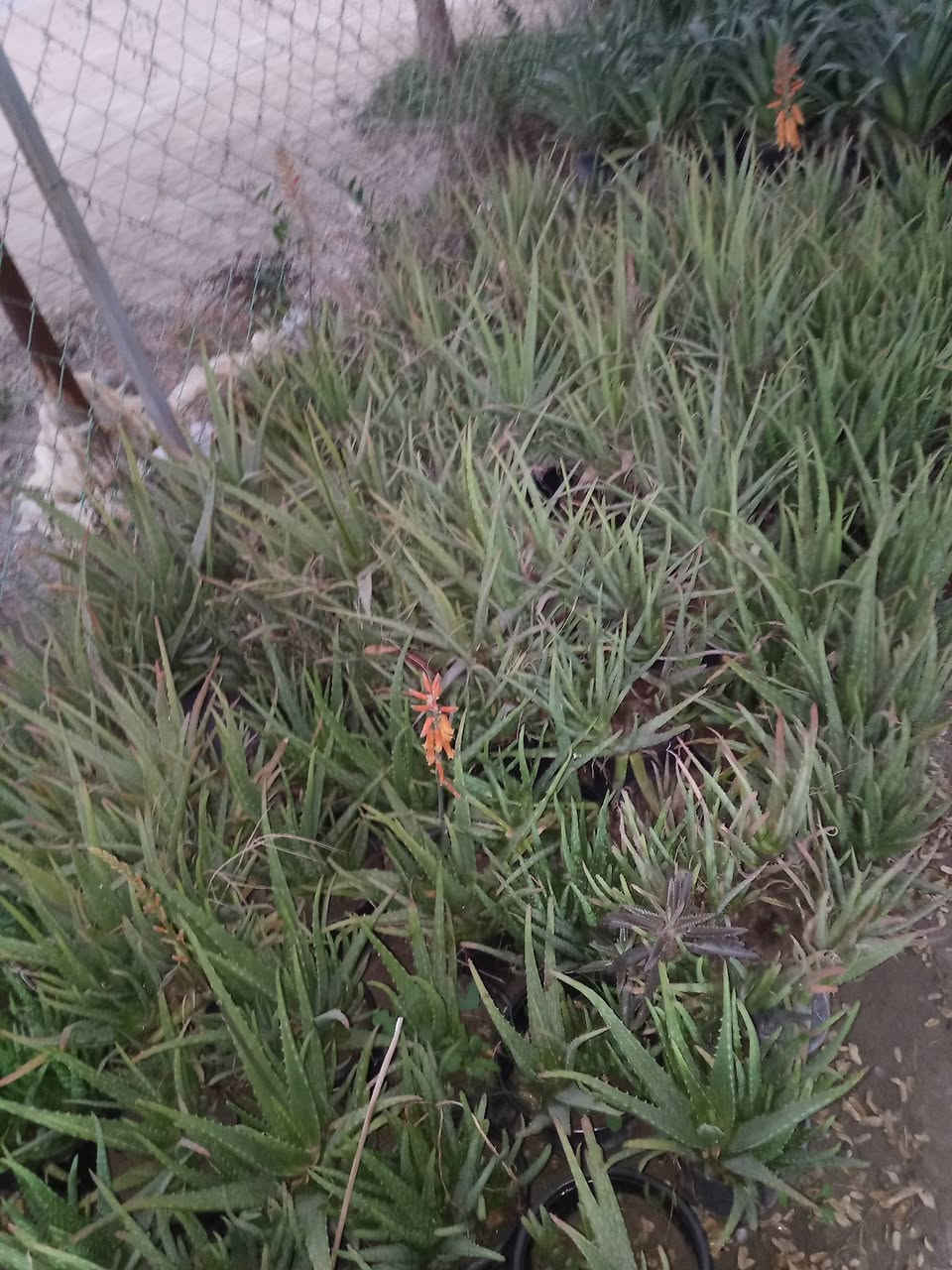 اللهم صلي على محمد وال محمد يوجد لدينا حمضيات بأنواعهه ونفضيات والجوري الصلطاني بأنواعه واحجامه والتين وزيتون والضليات يعني شتريد موجود وبأسعار تنافسيه يعني بسعر الجمله ماعليك غير تزورنه وراح تلكه كلشي الي تحتاجه والي يعجبك وبسعر الجمله وعندنه توصيل هم عنوانه مسيب حي المعلمين الاولى قرب سكت القطار ***********
