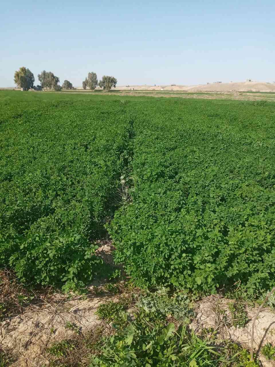 حشيش جت للبيع درجه أوله يم صيطره الجوه العلوه *********** والبيع نقد
