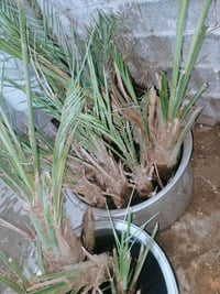 فسائل • درجة أولى • سماوه رميثه