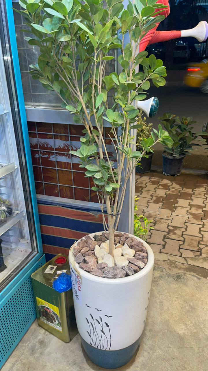 عاجل ...تصفية محل تصفية محل
نباتات راقية بأسعار مناسبة جدا 
العنوان واسطي مجاورة دائرة المعوقين 
رقم صاحب المحل ***********
