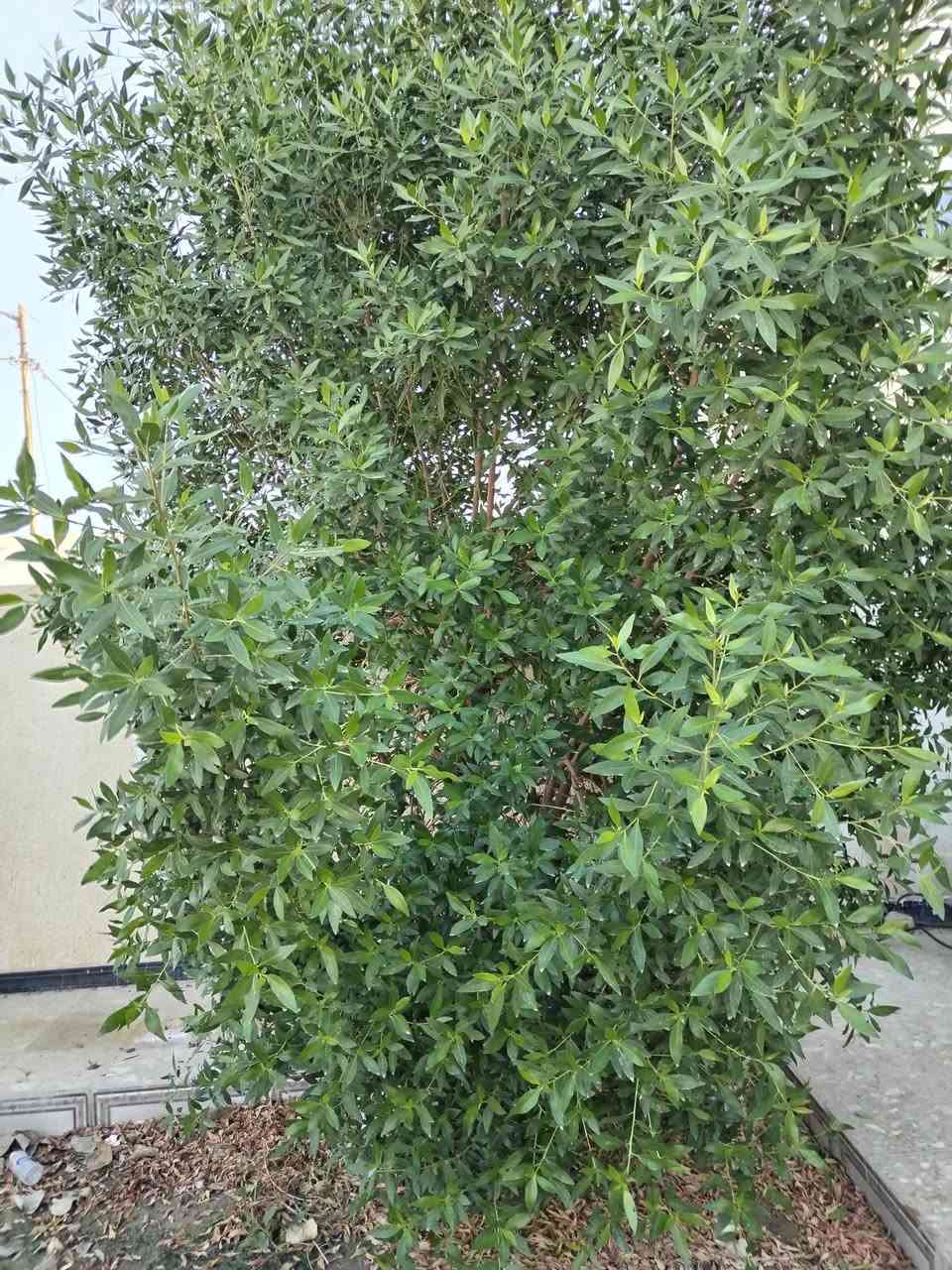 تنظيف الحدائق
تنظيف السطوح من الاوساخ و الإنقاض
واتساب ***********
