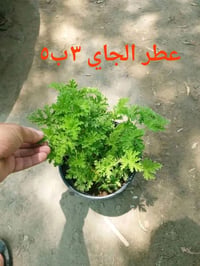 للطلب٠٧٧٦٢٣١٦٥٠١ واتساب  التوصيل داخل بغداد فقط