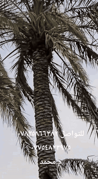 للتواصل على الارقام التاليه
