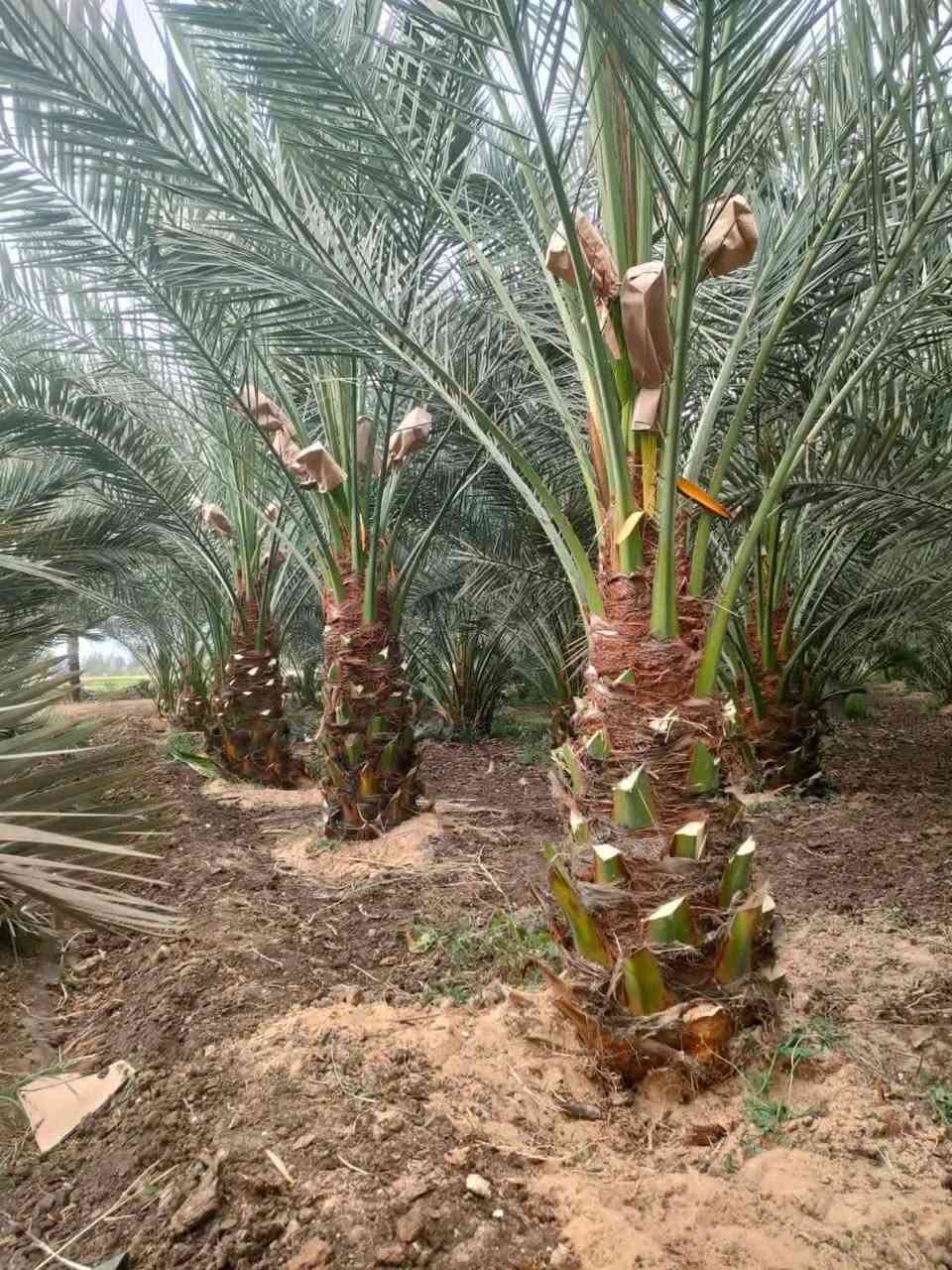 ملاحضه نتعامل نقدا وتقصيد حسب الشروط كاوادر هندسيه مخصصه في الزراعة وألبناء
زراعة النخيل في كل انواعه واحجام مختلفة يوجد فسائل جميع أصناف النخيل يوجد امايات نخيل ايضا جميع الأصناف زراعة الحمضيات في كل انواعه ايضا جميع الأحجام توجد بناء دور استراحة بناء منتجعات بناء مسابح وتصميمها بناء بيوت بناء اسيجه حجر بلوك  زراعة و تصميم ممرات والديكورات للحدائق المنزلية والعامة مستعدون لتجهيز كافت المساحات وعمل منظومات تقطير ومرشاة اعاده تصميم الأراضي المتروكة زراعه وترتيب تسميد الأشجار والنخيل والأراضي يوجد لدينا سماد حيواني سماد دجاج  و دفان الأراضي عنواننا الانبار  ونعمل في كافة محافظات العراق  /
الاتصال 
*********** واتس اب 
***********
