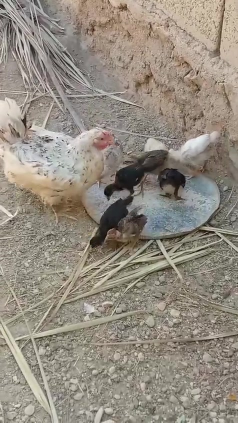 متاح دجاجتين كل دجاجه وراها 8 أفراخ لاستفسار الاتصال ع الهاتف ☎️***********هيت حي العمال محل محمد 🦅
قرب صيدليه الرواد🗺️
