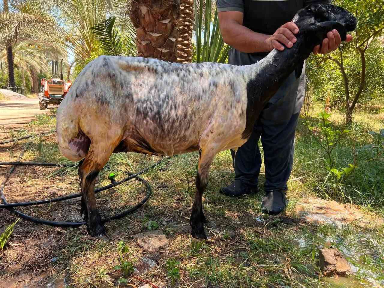 السلام عليكم اخوان
نعجه للبيع نعجه ناصحه فول خير من الله والده ٣بطون السعر ٣٧٥وبيها مجال بسيط للشراي العنوان التاجي منطقة الشيخ حمد قرب جامع ال البيت *********** يتوفر واتساب
