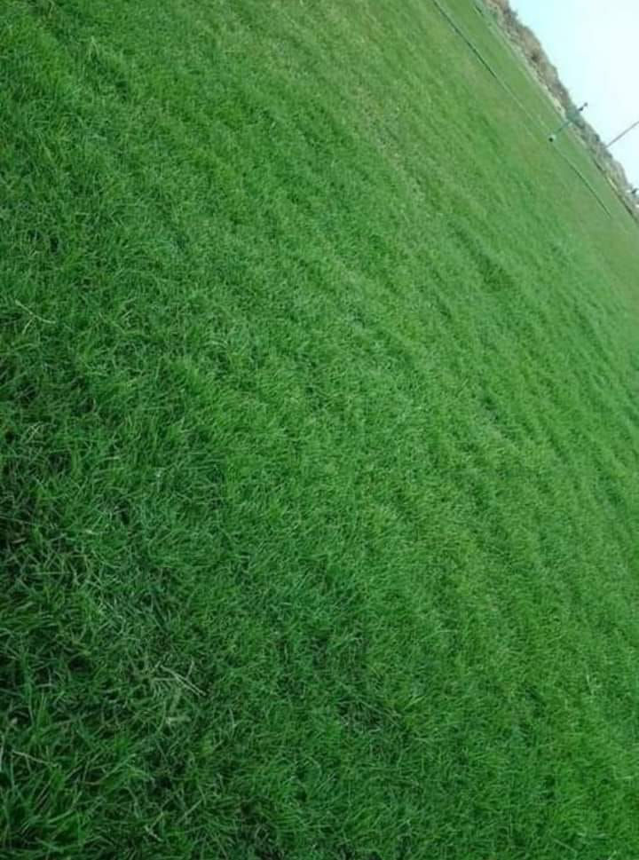 يوجد ثيل طبيعي يوجد توصيل مجاني رقمي *********** وتساب
