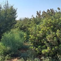 بستان • ٢ دونم • قرب مزرعة حسين
