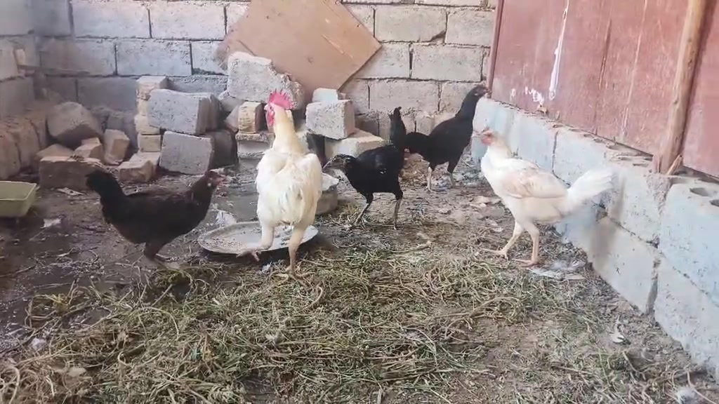 سلام عليكم للبيع 5 دجاجات وديج سعر التك على 15 الف وبي مجال للتواصل ***********او خاص مكاني دوانيه قضاء المهناويه  لايوجد توصيل
