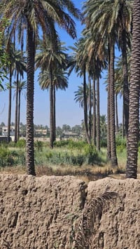 🇮🇶 (٢)دونم  شاطئيه طابو زراعي سند خمسه وعشرين تحويل مباشر باسم المشتري...