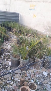 واشنطونيا 200 • نخيل 20 • موصل