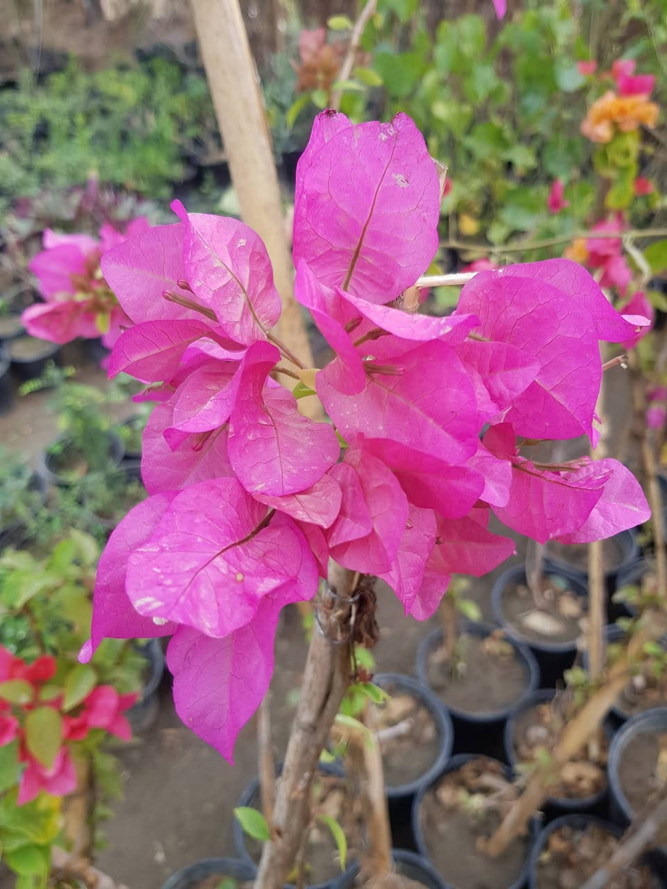 جهنمي خمسة درجات لونية 
السعر 5 الاف للكبير و3 الاف للوسط


**إذا كنت صاحب هذا الإعلان وتريد حذفه لأي سبب، رجاءا أرسل رسالة إلى الدعم الفني**