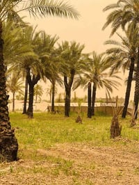 🌿  ثلاث دوانم للبيع طابو سند 25 زراعي، خدمات كاملة 🌟  🔹 واجهة الدونم ا...