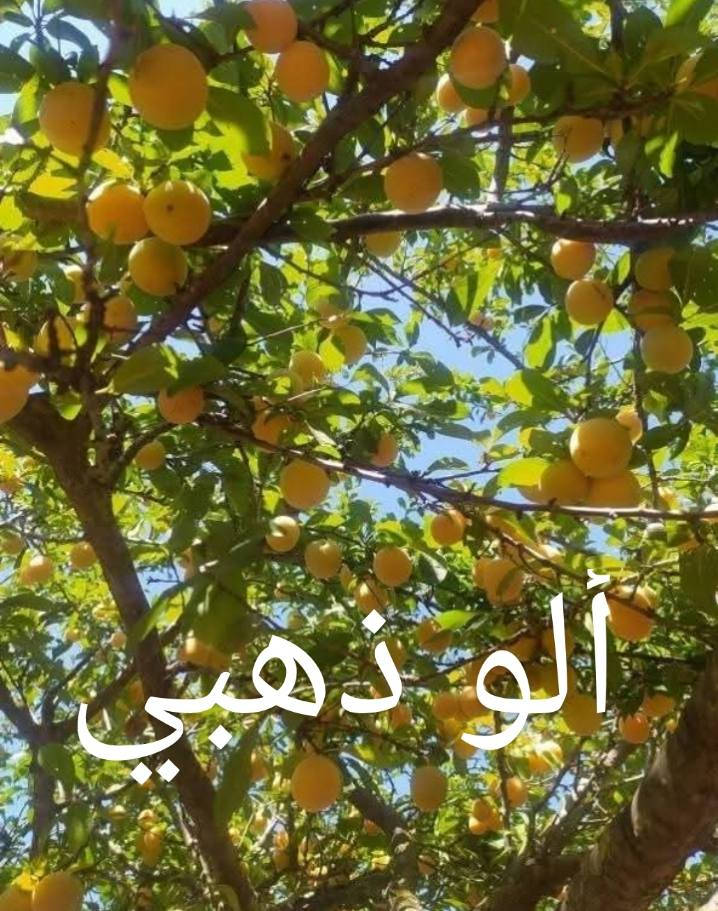 متوفر الان في مشتلنا بحجم كبير
***********
ناحية الزاب مفرق الصباغية
