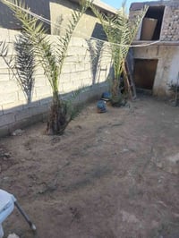 بيت للبيع مساحة 400 بالجعاره طريق بسماية طابو بي سند  السعر 80 للاستفس...