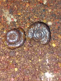 #يا #الله  هبهاب مغربي نثيه وفحل يحمل ذو طاقه عاليه روحانيه هائله فووو...