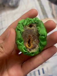 احجار روحانيه • شرط الشغل