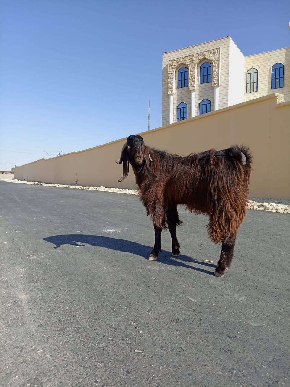 فحل شامي بيع مستعجل خشن مبدل سنين فحوليه شرط خشان لحم مقفل وين جنايه سعر 400مكان حديثه ***********وبي واتساب
