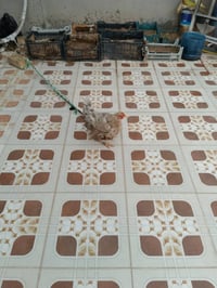 دجاجة • للبيع