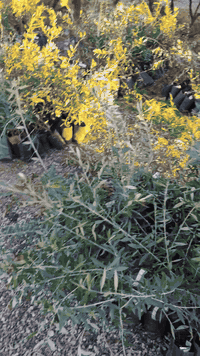 بسم الله الرحمن الرحيم  افضل استثمار عالي المردود الاقتصادي زراعة أصنا...