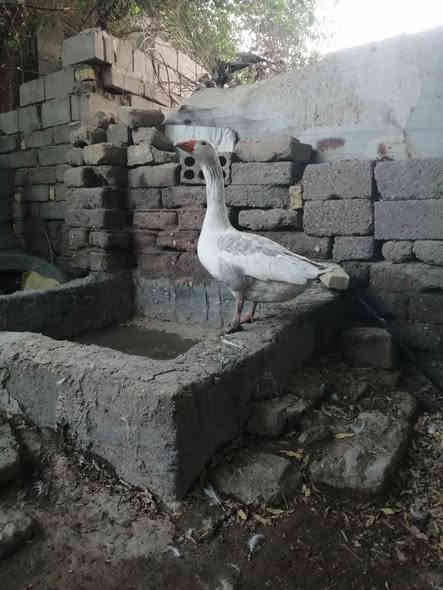 ذكر بط عادي خشن حايل سعر30 الهوير ***********
