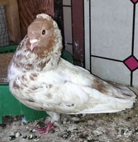 مدير الكروب • ٦ قطع • بغداد دوره
