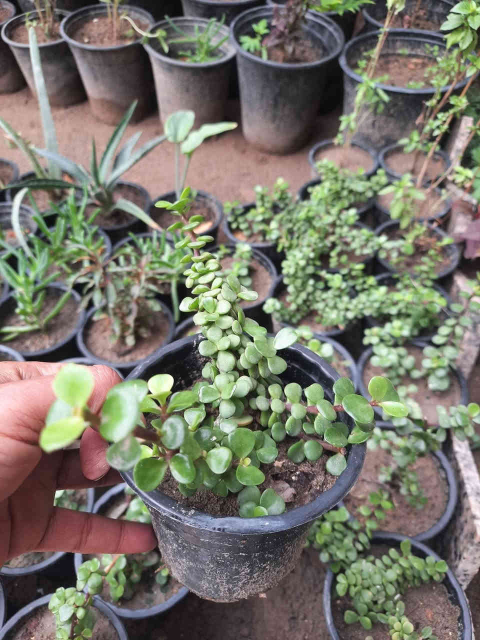 يا الله 
تم وصول نباتات الزينه         عليهن عروض لحكو قبل 
                                          لايخلصن🥰🥰🥰
دمعت طلف المتدلي
اصابع العروس نبات متدلي 
صبار اصبع زينه
ريحان ملكي مزهر عطري
جلد النمر نبات داخلي
زنبقة المطر 
انتران قوس قزح 
نبات المكحله
العنوان خلف بانزين خانه قرب مدرسة الهدايه 
بيت عباس العيبي 
رقم التليفون 
***********
