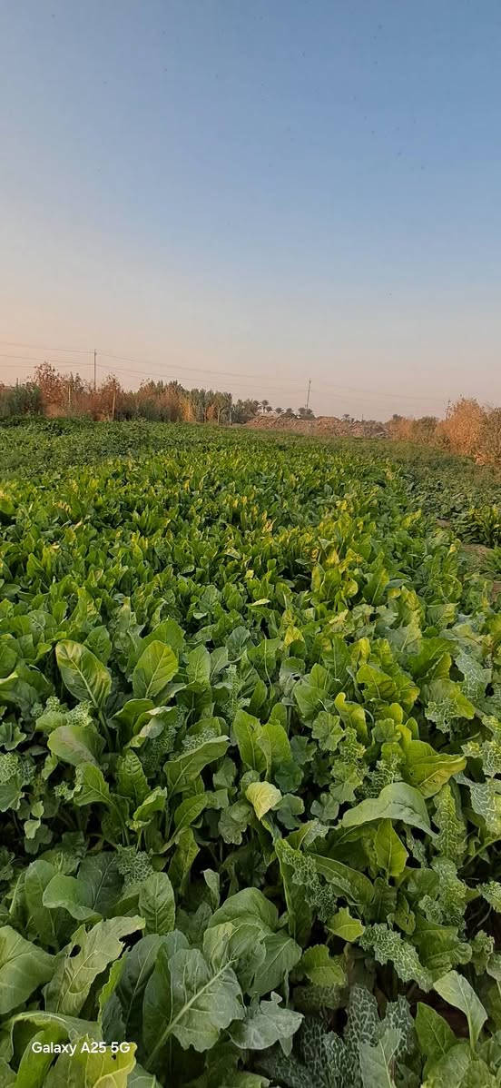 السلام عليكم 
أرض زراعي ٢ دونم مسيجه وبيها بير ماء وبيها رنبه اعلا من السده وبسعر مناسب ٢٧ وبيها مجال الأرض قريبه من معمل العلف الاتصال ***********
