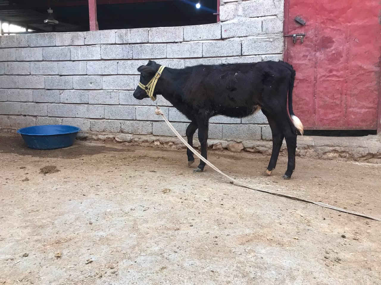 سلام عليكم 
متاح حوليه جنس نضيف مال بيت السعر 760 قفل 
***********
***********
***********
